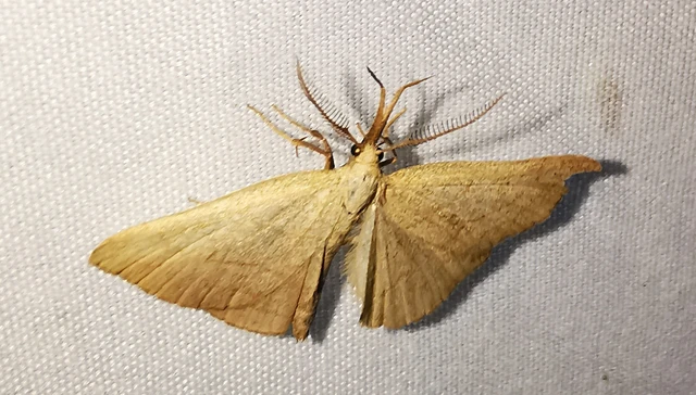 Polypogon tentacularia - sötétaljú karcsúbagoly