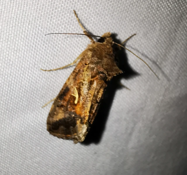 Autographa gamma - gammalepke