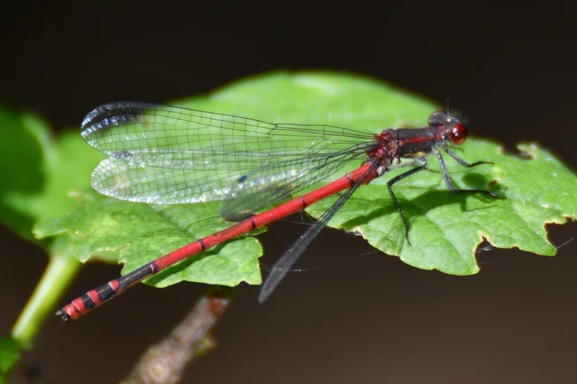 Pyrrhosoma nymphula interposita - vörös légivadász