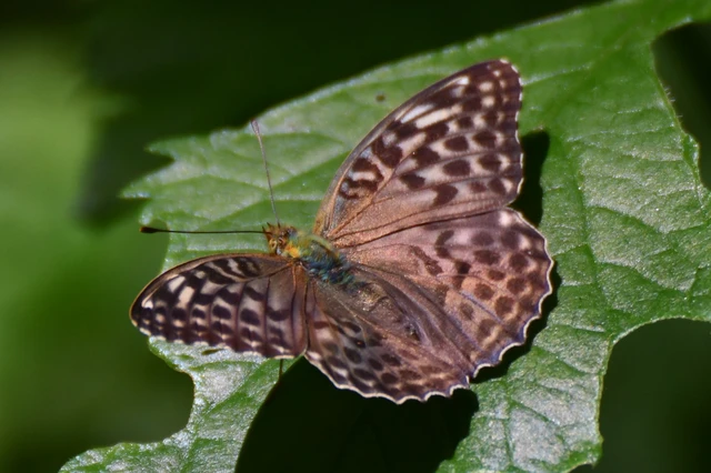 Argynnis paphia - nagy gyöngyházlepke
