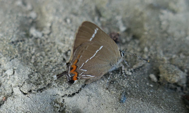 Satyrium w-album - szilfa-csücsköslepke