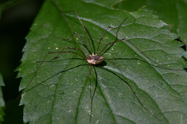 Opiliones - Kaszáspókok