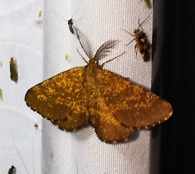 Ematurga atomaria - barna rétiaraszoló