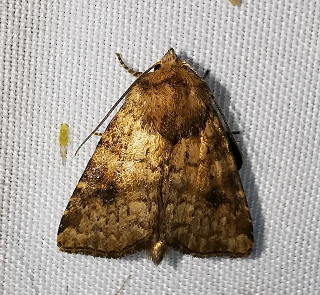 Atypha pulmonaris - tüdőfű-levélbagoly