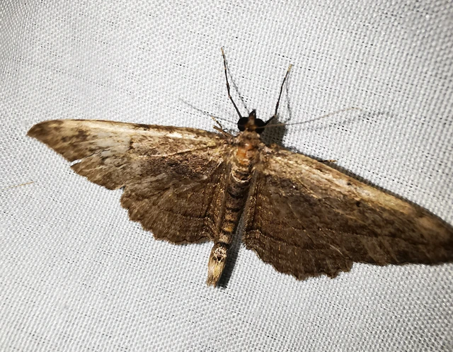 Philereme transversata - varjútövis-araszoló