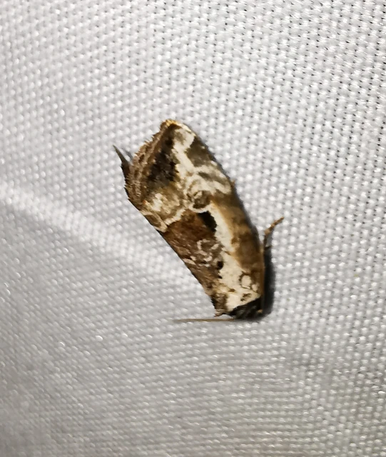Hapalotis venustula - rózsaszínű mázasbagoly