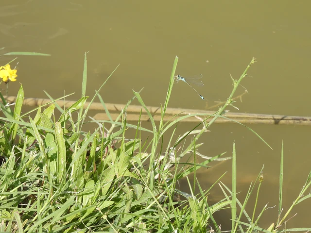 Ischnura elegans pontica - kéköves légivadász