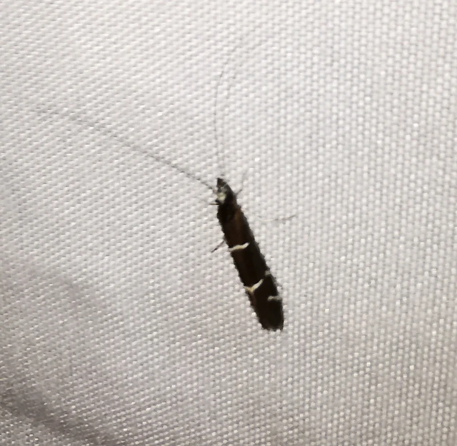 Trichoptera - Tegzesek