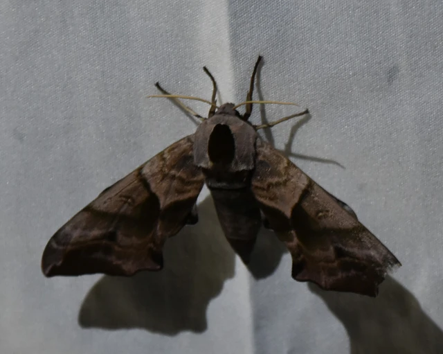 Smerinthus ocellatus - esti pávaszem