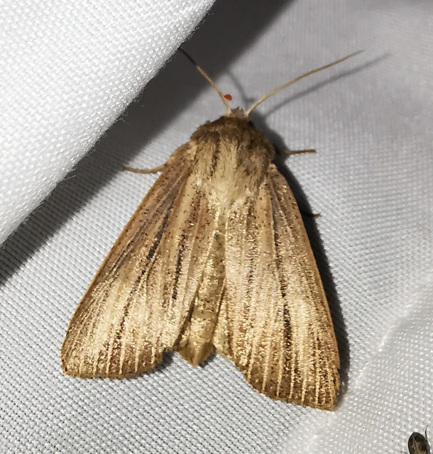 Mythimna pudorina - vörös rétibagoly