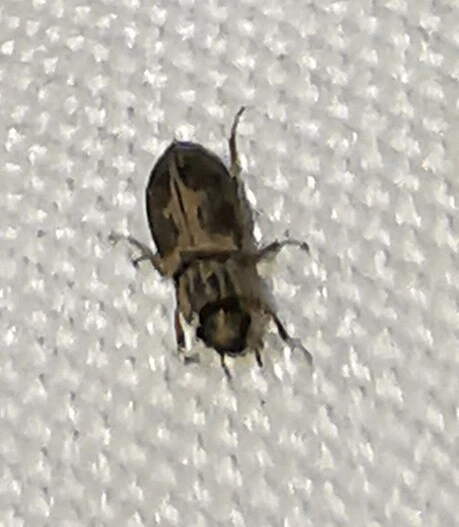 Helophoridae - vésettcsiborfélék Helophoridae - vésettcsiborfélék