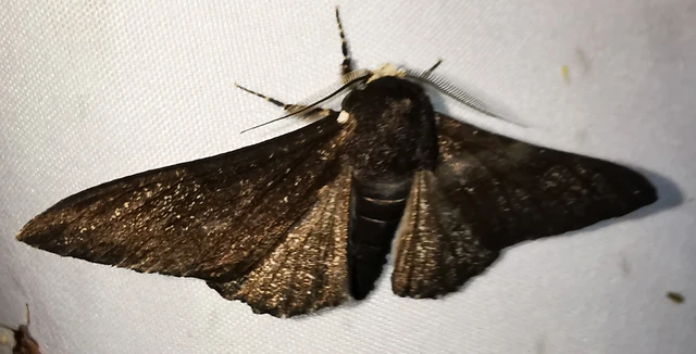 Biston betularia - szürkepettyes araszoló