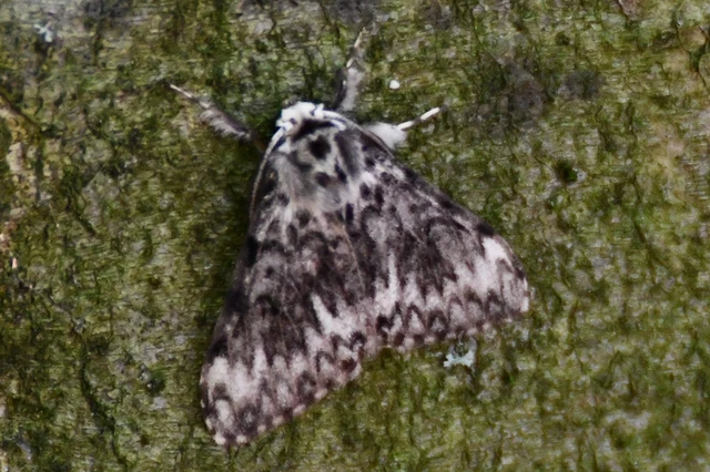 Lymantria monacha - apácalepke