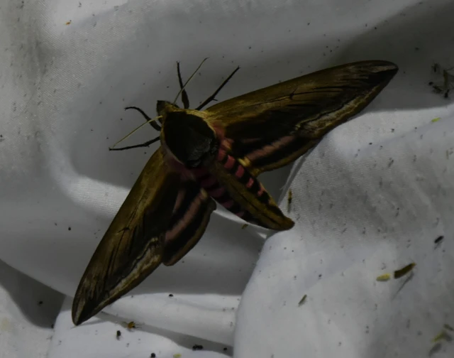 Sphinx ligustri - fagyalszender