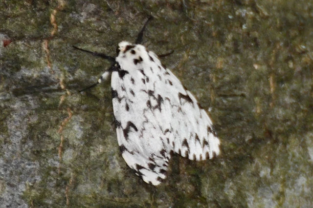 Lymantria monacha - apácalepke