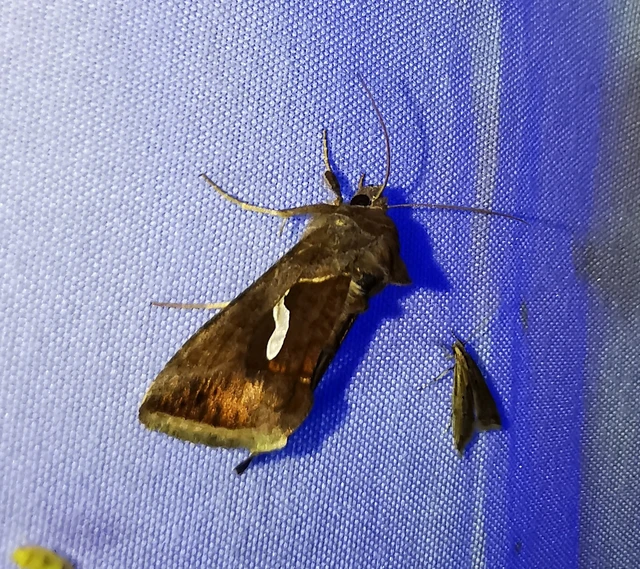 Macdunnoughia confusa - cseppfoltos ezüstbagoly