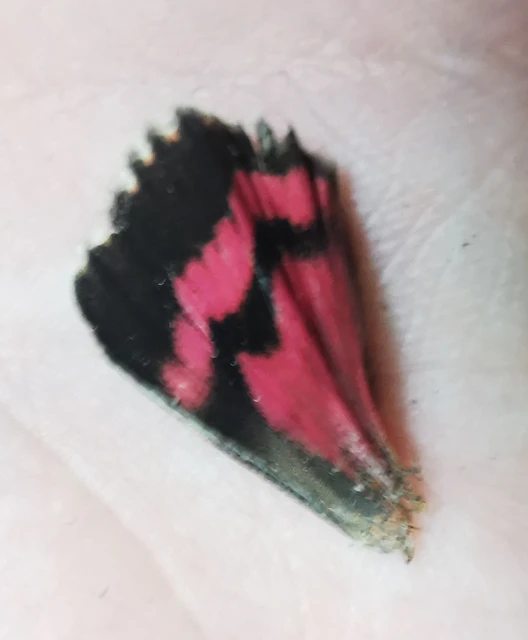 Catocala promissa - kis tölgyfa-övesbagoly