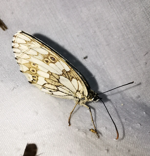 Melanargia galathea - sakktáblalepke