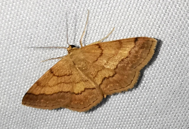 Scopula rubiginata - réti pirosaraszoló