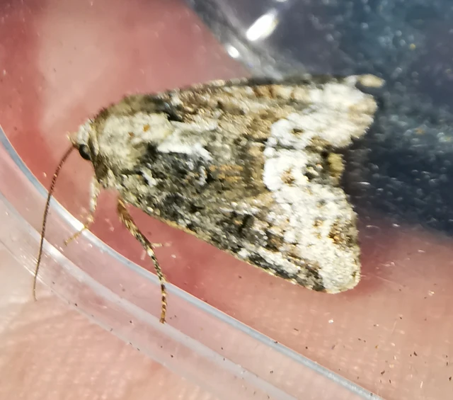 Oligia strigilis/latruncula/versicolor