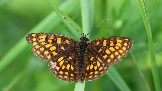 Melitaea
