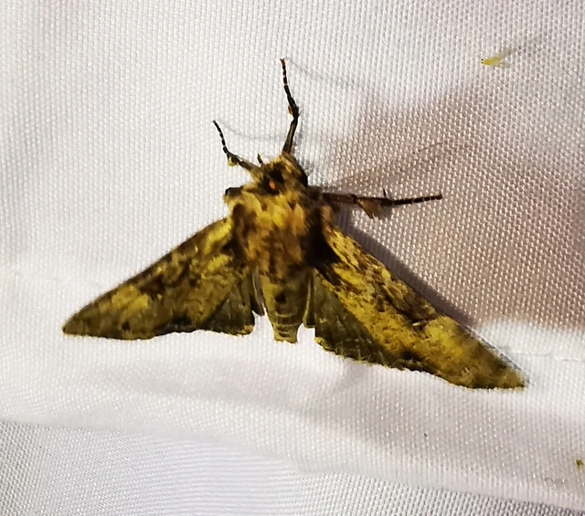Apamea epomidion - vörösbarna dudvabagoly