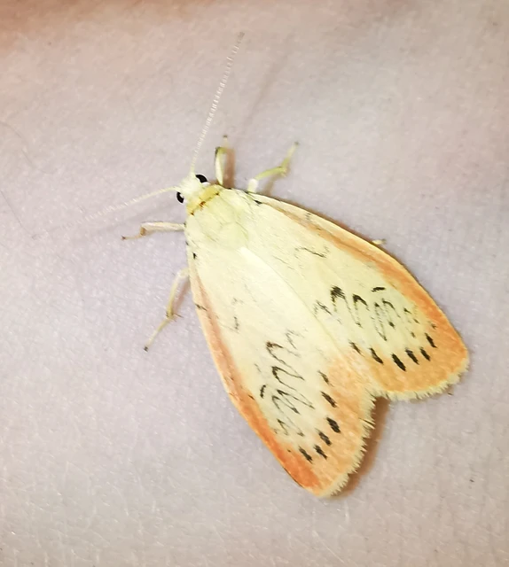 Miltochrista miniata - piros medvelepke