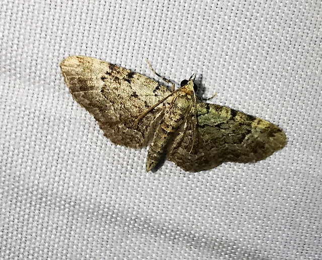 Pasiphila rectangulata - almavirág-araszoló
