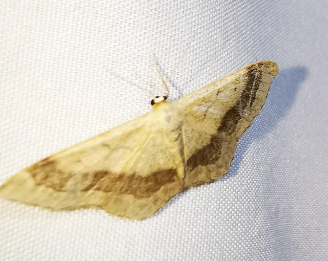 Idaea aversata - nagy sávosaraszoló