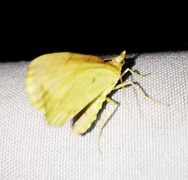Eulithis pyraliata - sárga galajaraszoló