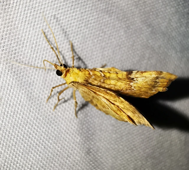 Camptogramma bilineata - kétvonalas sávosaraszoló