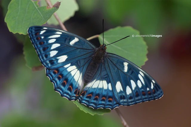 Limenitis populi - nagy nyárfalepke