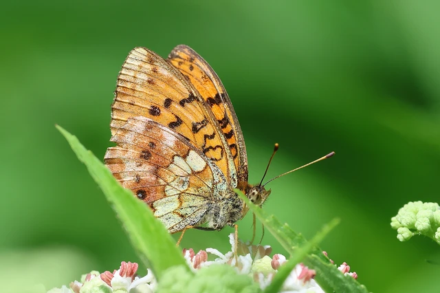 Brenthis daphne - málna-gyöngyházlepke
