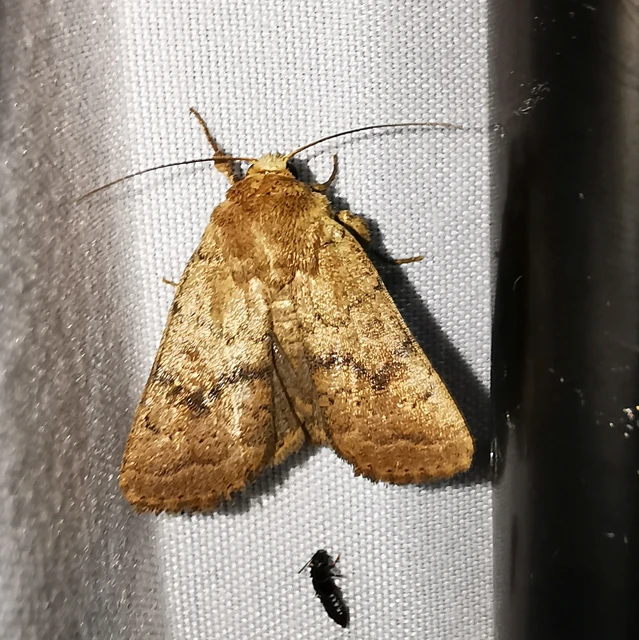 Hoplodrina octogenaria - barna selymesbagoly