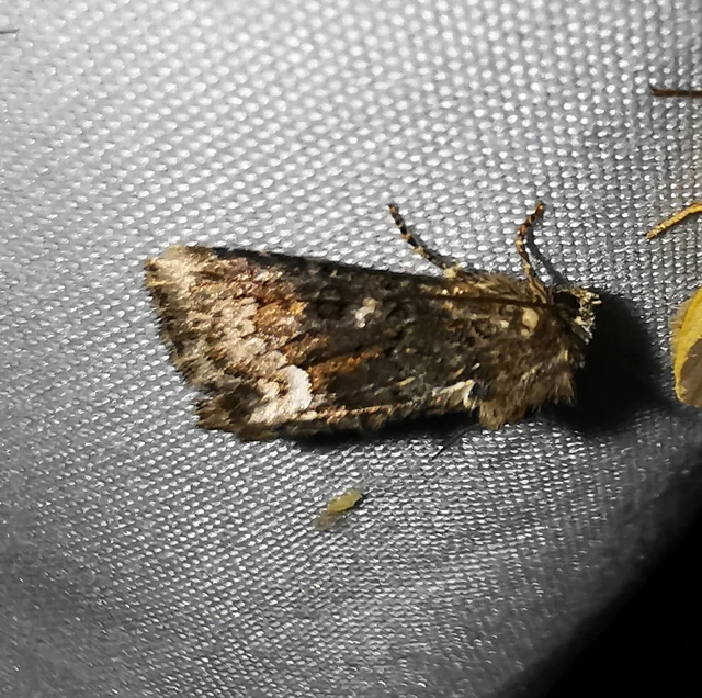 Oligia strigilis - kormos dudvabagoly