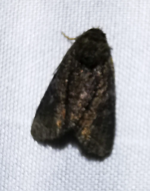 Oligia latruncula - fekete dudvabagoly