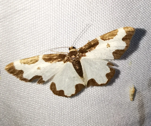 Lomaspilis marginata - szegélyes nyárfaaraszoló