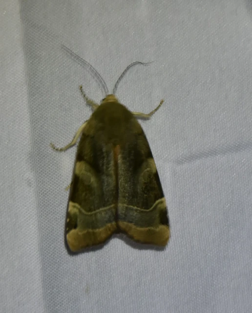 Noctua fimbriata - szélessávú sárgafűbagoly