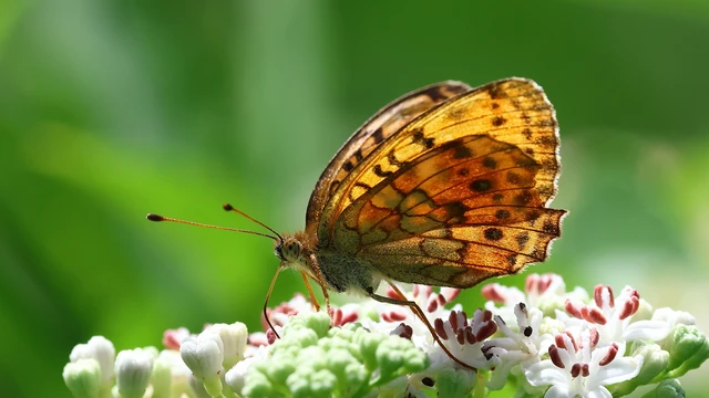 Brenthis daphne - málna-gyöngyházlepke