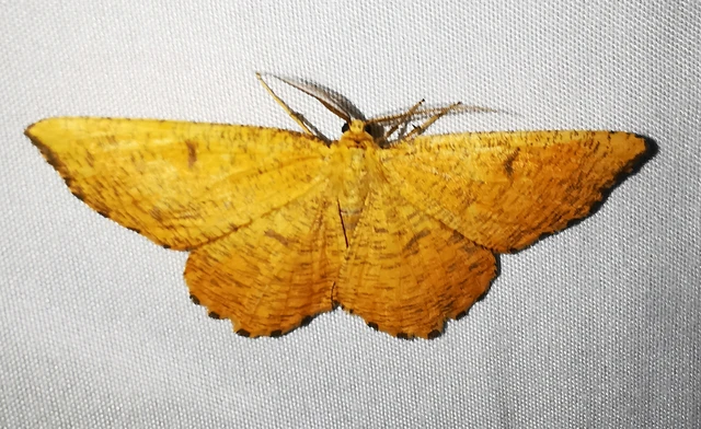 Angerona prunaria - sárga kökényaraszoló