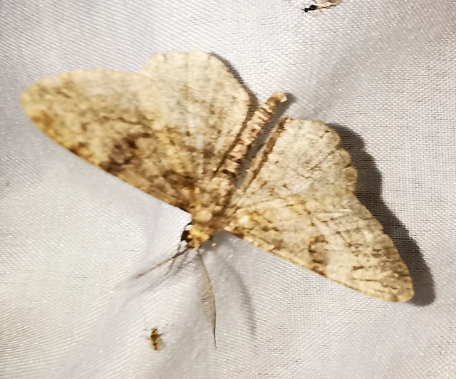 Peribatodes rhomboidaria - ékköves faaraszoló