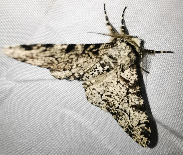 Biston betularia - szürkepettyes araszoló