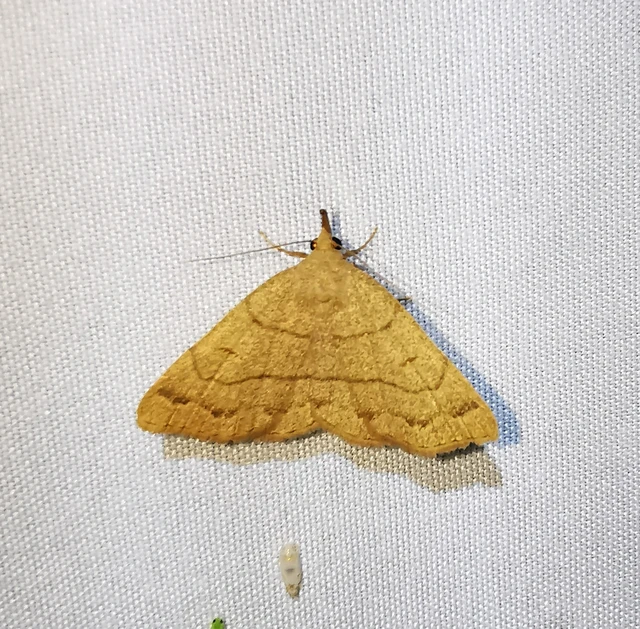 Paracolax tristalis - sárgás karcsúbagoly