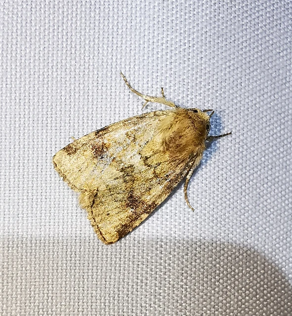 Atypha pulmonaris - tüdőfű-levélbagoly