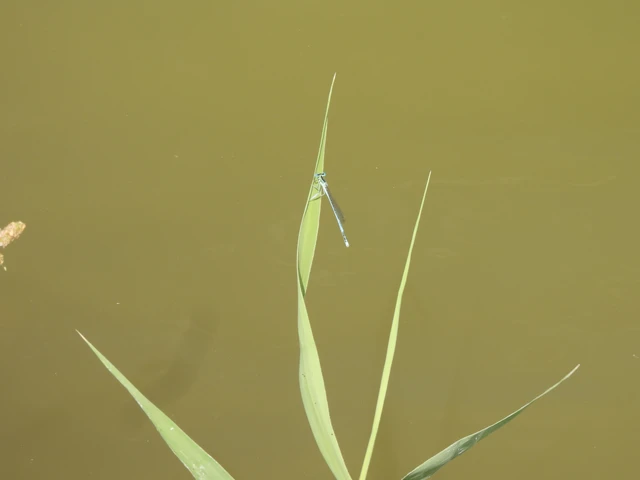 Platycnemis pennipes - széleslábú szitakötő