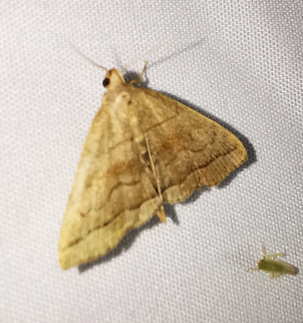 Herminia tarsicrinalis - szőröslábú karcsúbagoly