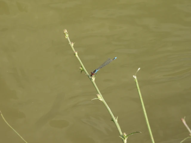 Erythromma viridulum - kis pirosszemű-légivadász