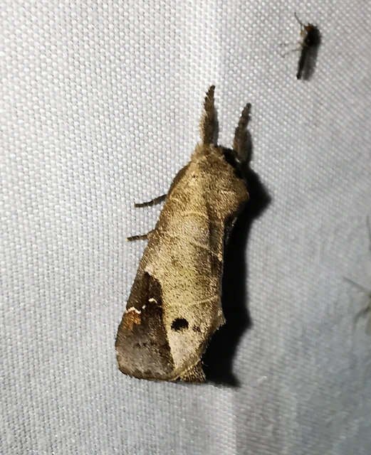 Clostera anachoreta - tarka levélszövő