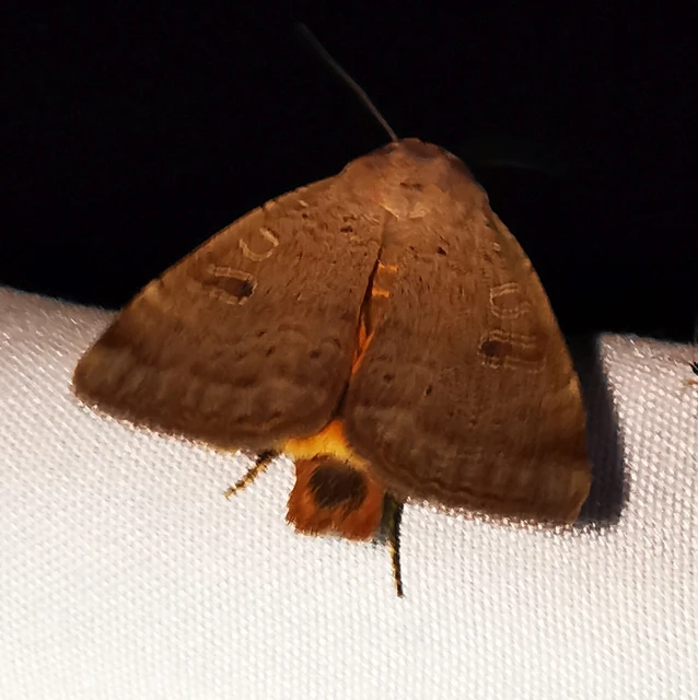 Noctua comes - kis sárgafűbagoly