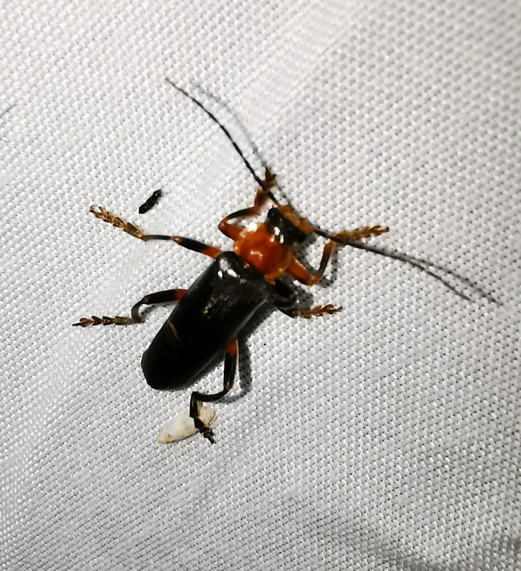 Cantharis livida - mezei lágybogár